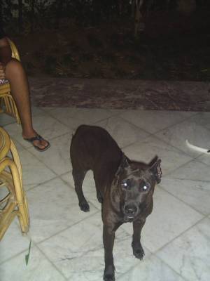 dober mann